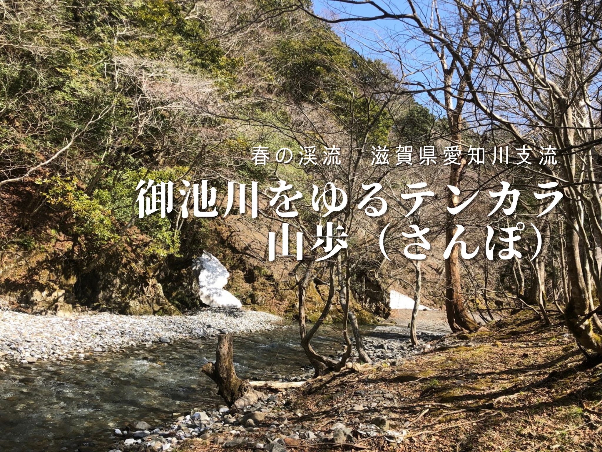 【春の渓流】滋賀県愛知川支流 御池川をゆるテンカラ山歩（さんぽ）